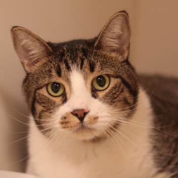 Mario & Luigi -  Domestic Short Hair Cat for Adoption in Philadelphia, Pennsylvania - Mario & Luigi | PetCurious