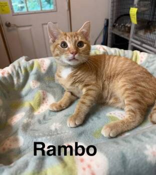Rambo -  Domestic Short Hair Cat for Adoption in Millerstown, Pennsylvania - Rambo | PetCurious