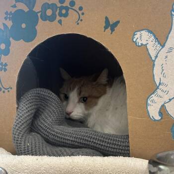 Domestic Short Hair Cats Available for Adoption in West Olive, Michigan - Hugo | PetCurious