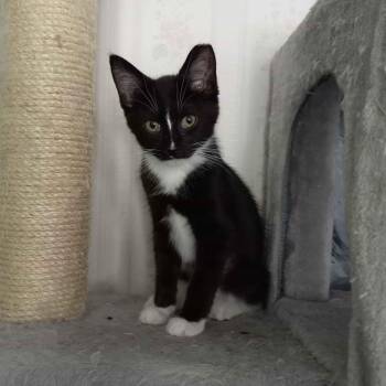 Cassiopeia -  Domestic Short Hair Cat for Adoption in Shelbyville, Indiana - Cassiopeia | PetCurious