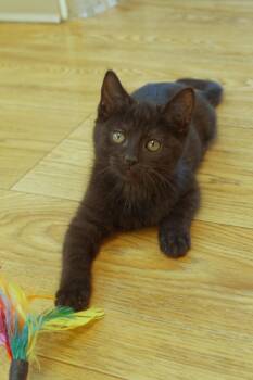 Rescue Bombay and Domestic Short Hair Cats for Adoption in Urbana, Ohio - Poe | PetCurious