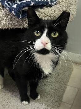 Domestic Short Hair Cats Available for Adoption in Warrington, Pennsylvania - Craig | PetCurious