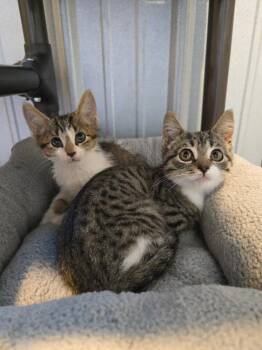 Luther -  Domestic Short Hair Cat for Adoption in Woodsfield, Ohio - Luther | PetCurious
