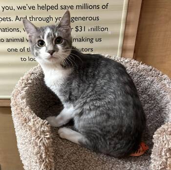 Waikiki -  Domestic Short Hair Cat for Adoption in Springfield, Pennsylvania - Waikiki | PetCurious