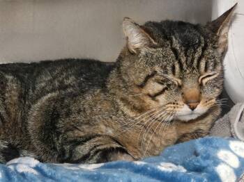 Domestic Short Hair Cats Available for Adoption - MARTIN | PetCurious