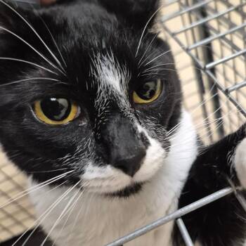 Bane -  Domestic Short Hair Cat for Adoption in Lake Panasoffkee, Florida - Bane | PetCurious