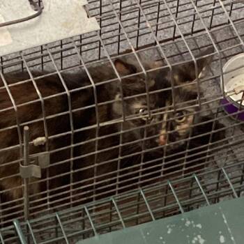 Tears_1 -  Domestic Medium Hair Cat for Adoption in Montgomery, Alabama - Tears_1 | PetCurious