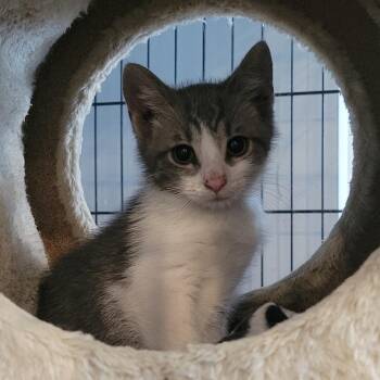 Oakity -  Domestic Short Hair Cat for Adoption in Rochester, Minnesota - Oakity | PetCurious