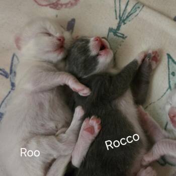 N-Rocco -  Domestic Short Hair Cat for Adoption in Arizona City, Arizona - N-Rocco | PetCurious