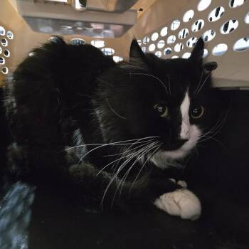 Stanley -  Domestic Long Hair Cat for Adoption in Sioux Falls, South Dakota - Stanley | PetCurious