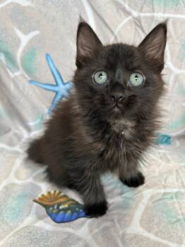 Domestic Long Hair Cats Available for Adoption - Scupper | PetCurious