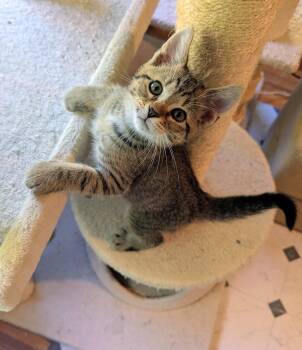 Seymour -  Domestic Short Hair Cat for Adoption in Trenton, New Jersey - Seymour | PetCurious