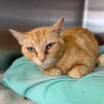 Harriet -  Domestic Short Hair Cat Available for Adoption in Blairsville, Georgia - Harriet | PetCurious