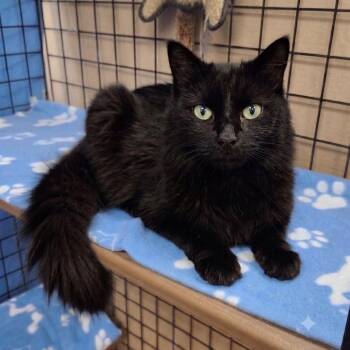 Shadow (Come Visit Me at Pet Valu - Port Union at 5534 Lawrence  -  Domestic Medium Hair Cat for Adoption in Toronto, Ontario - Shadow (Come Visit Me At Pet Valu - Port Union At 5534 Lawrence  | PetCurious