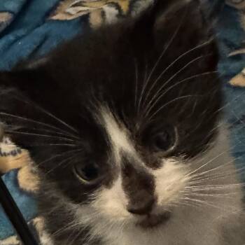 Gucci -  Domestic Medium Hair Cat for Adoption in Belfair, Washington - Gucci | PetCurious