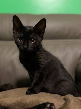 Rescue Domestic Short Hair Cats for Adoption in Arlington, Washington - Morticia | PetCurious