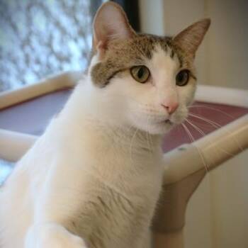 Domestic Short Hair Cats Available for Adoption - Thomas | PetCurious