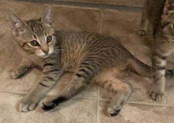 Mo and Fozzy -  Tabby and Abyssinian Cat for Adoption in Walnut Creek, California - Mo And Fozzy | PetCurious