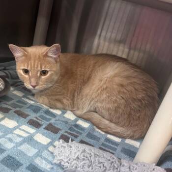 Minnie -  Domestic Short Hair Cat for Adoption in Indianapolis, Indiana - Minnie | PetCurious