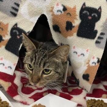 Domestic Short Hair Cats Available for Adoption in Wheaton, Illinois - Colleen | PetCurious
