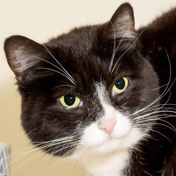 Petunia -  Domestic Short Hair Cat for Adoption in Victor, New York - Petunia | PetCurious