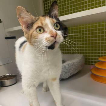 Domestic Short Hair Cats Available for Adoption in Tallahassee, Florida - Annie | PetCurious