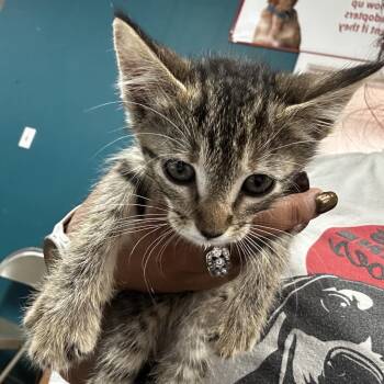 Sheba -  Domestic Short Hair Cat for Adoption in Leander, Texas - Sheba | PetCurious