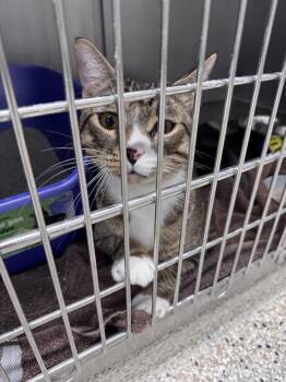 Domestic Short Hair Cats Available for Adoption in Yorkville, Illinois - Beans | PetCurious