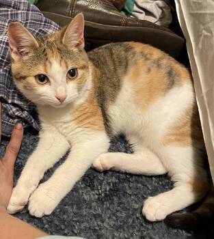 Calico Cats Available for Adoption - Matilda | PetCurious