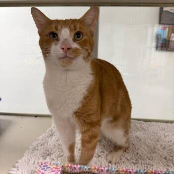 Odie -  Domestic Short Hair Cat for Adoption in Dickinson, Texas - Odie | PetCurious