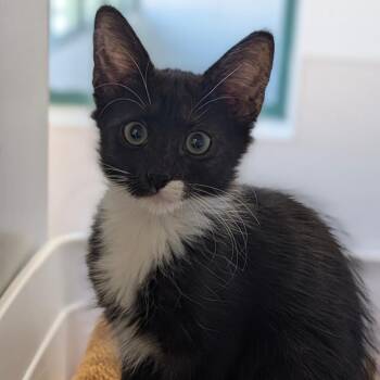 Mei -  Domestic Short Hair Cat for Adoption in Reno, Nevada - Mei | PetCurious