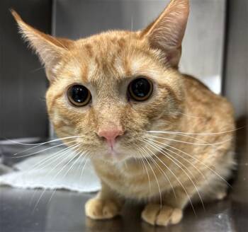 IZZY -  Domestic Short Hair Cat for Adoption - IZZY | PetCurious