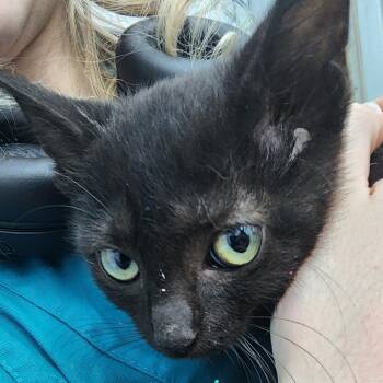 Domestic Short Hair Cats Available for Adoption in Corydon, Indiana - Wonder | PetCurious