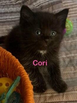 CORI Kitten (f) -  Domestic Medium Hair Cat for Adoption in New Bern, North Carolina - CORI Kitten (f) | PetCurious