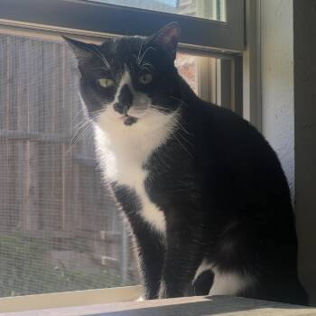 Checker Board -  Domestic Short Hair Cat for Adoption in Austin, Texas - Checker Board | PetCurious