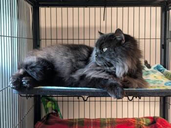 Koko -  Domestic Short Hair Cat Available for Adoption in Shelton, Washington - Koko | PetCurious