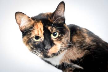 Domestic Short Hair Cats Available for Adoption - MOLITO | PetCurious