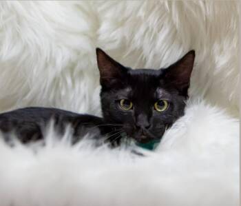 Chad -  Domestic Short Hair Cat for Adoption in Millcreek, Utah - Chad | PetCurious