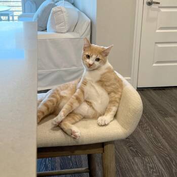 Hooligan 28 -  Domestic Short Hair Cat for Adoption in Austin, Texas - Hooligan 28 | PetCurious