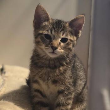 Nutter Butter -  Domestic Short Hair Cat Available for Adoption in Talent, Oregon - Nutter Butter | PetCurious