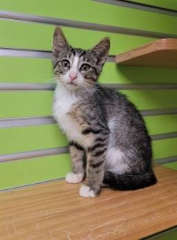 BASTIAN -  Domestic Short Hair Cat for Adoption in St. Peters, Missouri - BASTIAN | PetCurious
