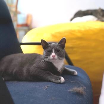 Rescue Domestic Short Hair Cats for Adoption - Beaver | PetCurious