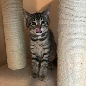 Sopaipilla -  Domestic Short Hair Cat for Adoption in Medina, Ohio - Sopaipilla | PetCurious