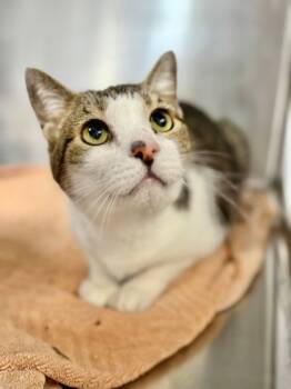 Rescue Domestic Short Hair Cats for Adoption in West Chester, Pennsylvania - Cadie | PetCurious