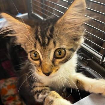 Niosa BD -  Domestic Short Hair Cat for Adoption in Austin, Texas - Niosa BD | PetCurious