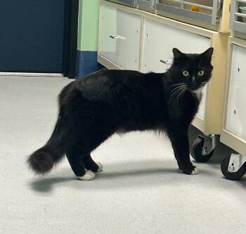 Comet -  Domestic Medium Hair Cat for Adoption in Milton, Massachusetts - Comet | PetCurious