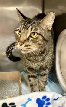 Tiger Baby -  Domestic Short Hair Cat for Adoption in Lafayette, Indiana - Tiger Baby | PetCurious