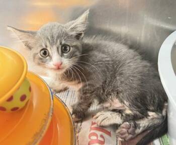 Nails -  Domestic Medium Hair and Domestic Short Hair Cat for Adoption in Daytona Beach, Florida - Nails | PetCurious