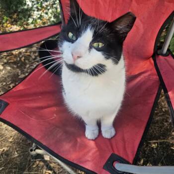 Rescue Domestic Short Hair Cats for Adoption in Pitman, New Jersey - Mr. Moo | PetCurious