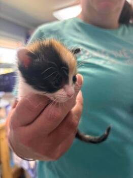 Honey Bee -  Domestic Short Hair Cat for Adoption in Statesboro, Georgia - Honey Bee | PetCurious
